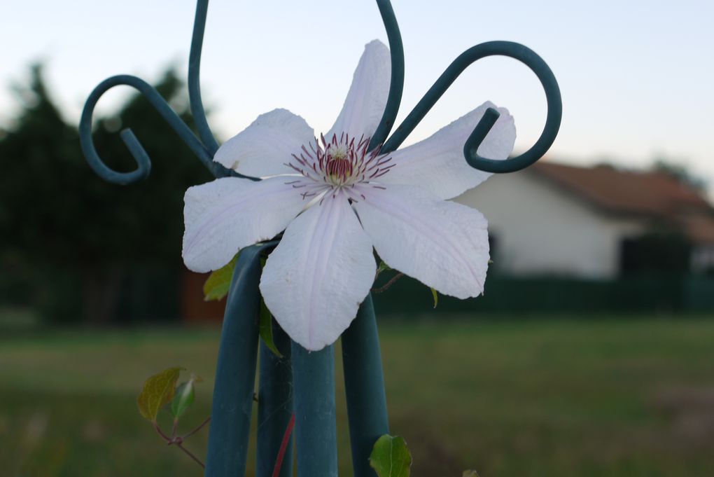 mes fleurs au jardin