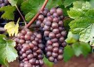 #Pinot Grigio Producers Rhode Island Vineyards