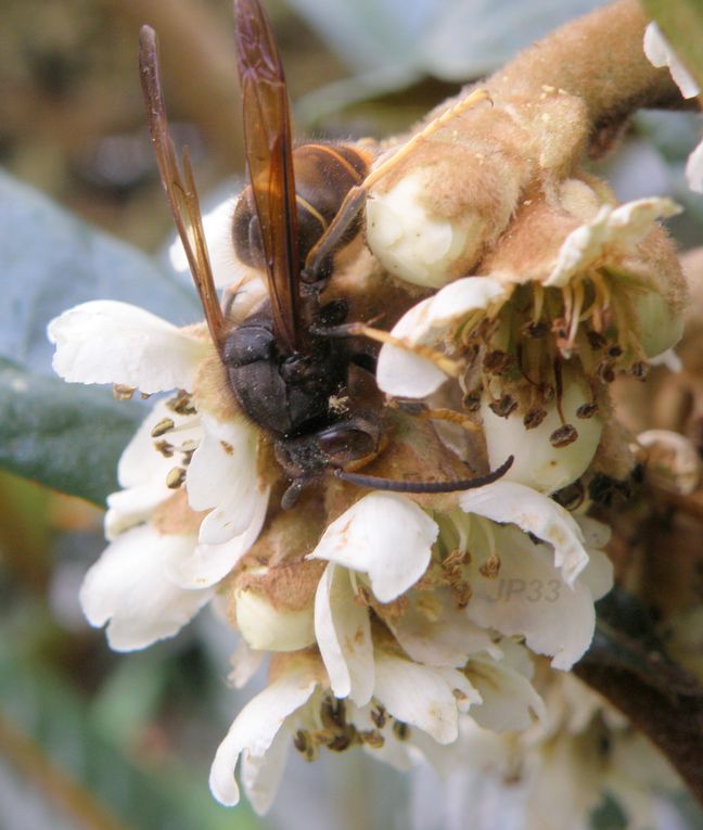 Des Mâles VVN ou Frelon Asiatique sur fleur de camélia  et de néflier - détails anatomie sous tous les angles
