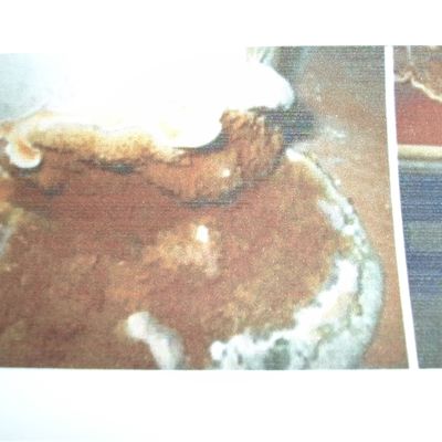 champignons et pourritures des batiments : la mérule