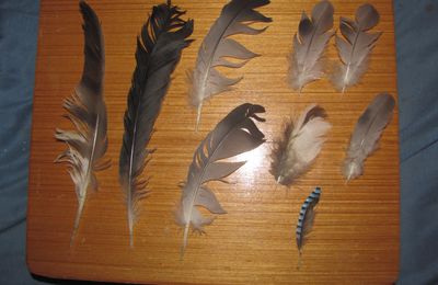 Collection nature: les plumes.