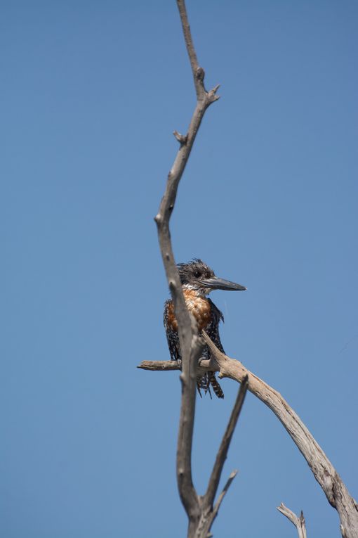 OISEAUX du BOTSWANA