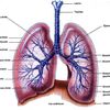 Anatomie des poumons - 2
