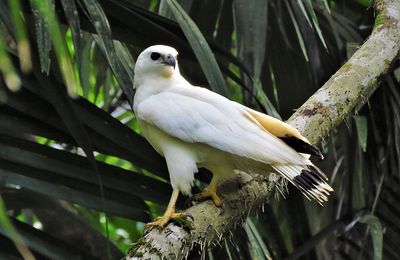 Les oiseaux des peuples autochtones de Guyane : La buse blanche