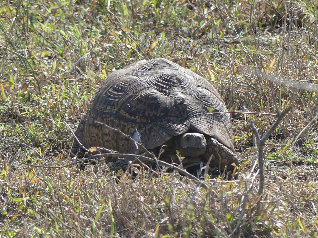 National Park Hluhluwe Imfolozi &amp; Swatziland