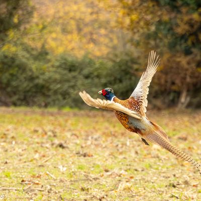 Balade a la campagne