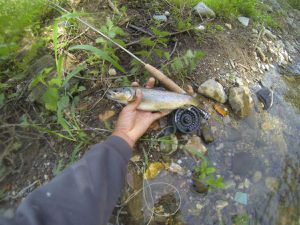 Petite rivière au lit bien peuplé