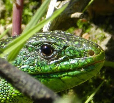 Lézard vert occidental