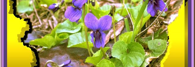 Les violettes