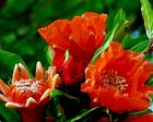 Fleurs du grenadier 