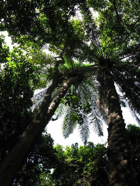 Album - la forêt de Kou