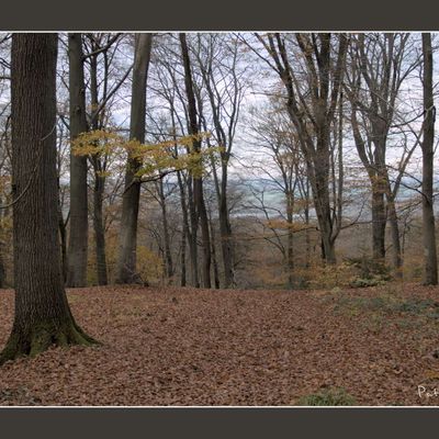 Forêt d'Halatte, l'automne