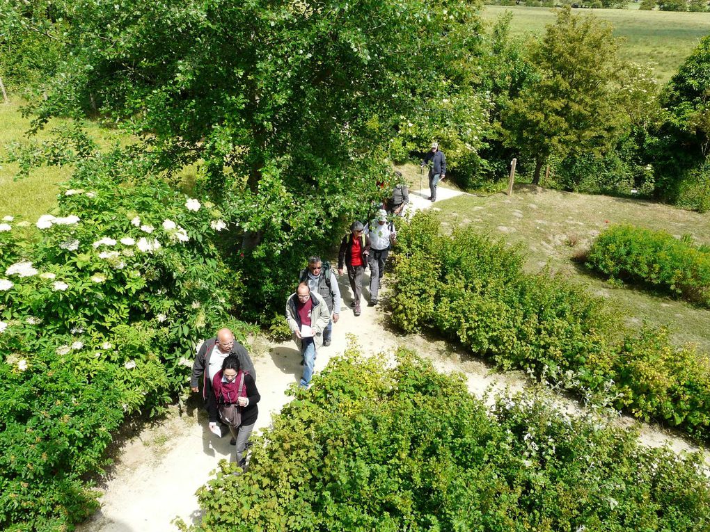 Marche "Le Mont Joli Bois" à partir de Criel sur Mer