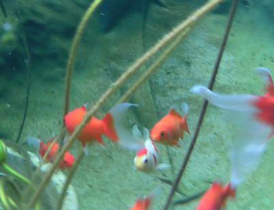 Les habitants du nouveau bassin