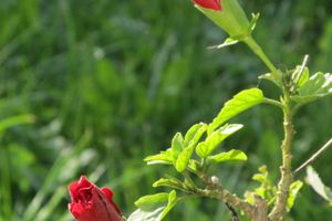 Maiwetter im November