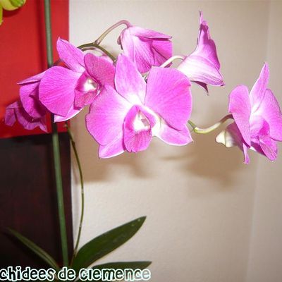 Petit tour de mes orchidées