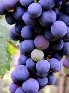 #Montepulciano Producers Central Valley  California Vineyards 