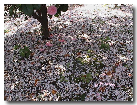 Divers aspects de la flore japonaise, qui est tr&egrave;s riche et vari&eacute;e&hellip;