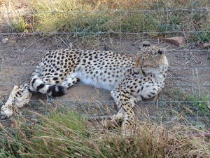 Cheetah recueillie par Aquila