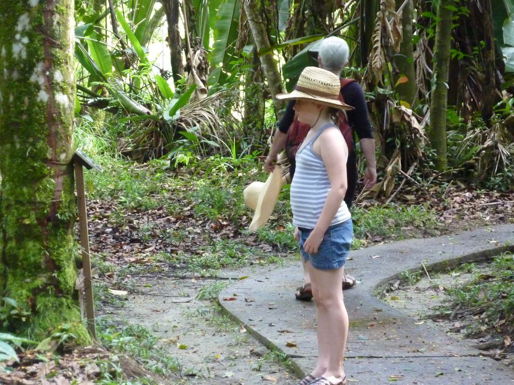 Album - ZOO-de-CAYENNE