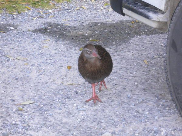 Album - South Island : Alpes-du-sud