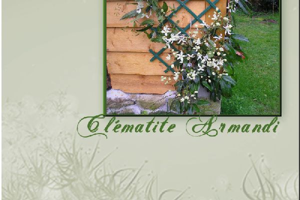 clématite