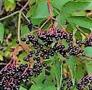 #Elderberry Wine Producers Ohio Vineyards