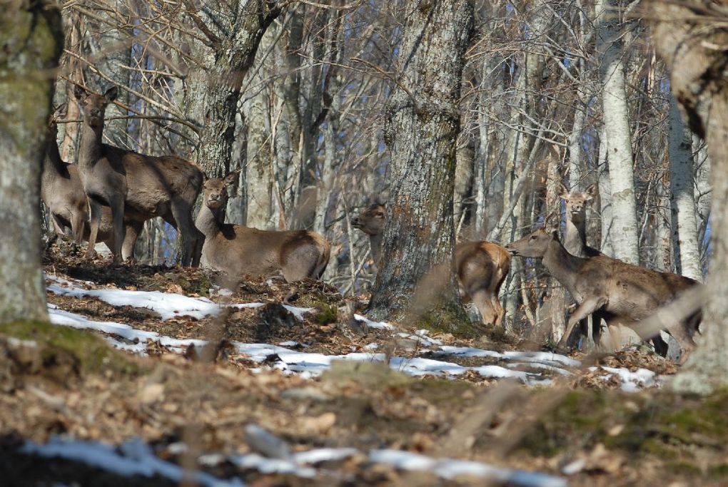 femmina, Riserva Naturale Acquerino-Cantagallo