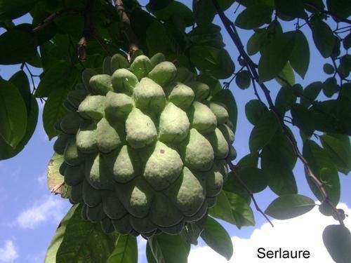 Tout un florilège de fleurs et de fruits de polynesie
Au fil des articles découvrez ou redécouvrez les merveilles que nous offre la nature
