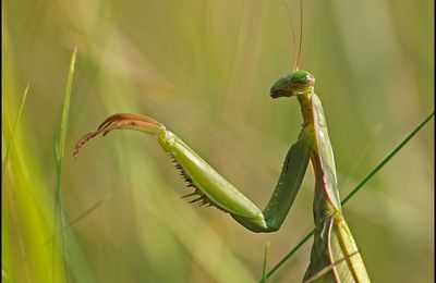 série sur dame mante