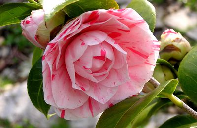 L'Atelier conter fleurette en Vaunage: les hibiscus 