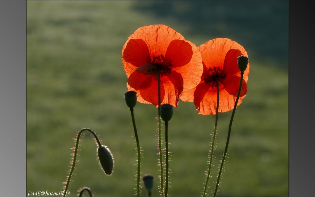 Album - Coquelicots