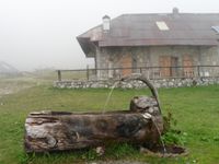 Dans l'alpage d'Orgeval. Un sorbier bien chargé de baies.