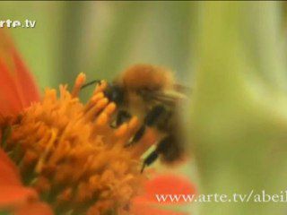 le mystere de la disparition des abeilles ( Docu Arte)