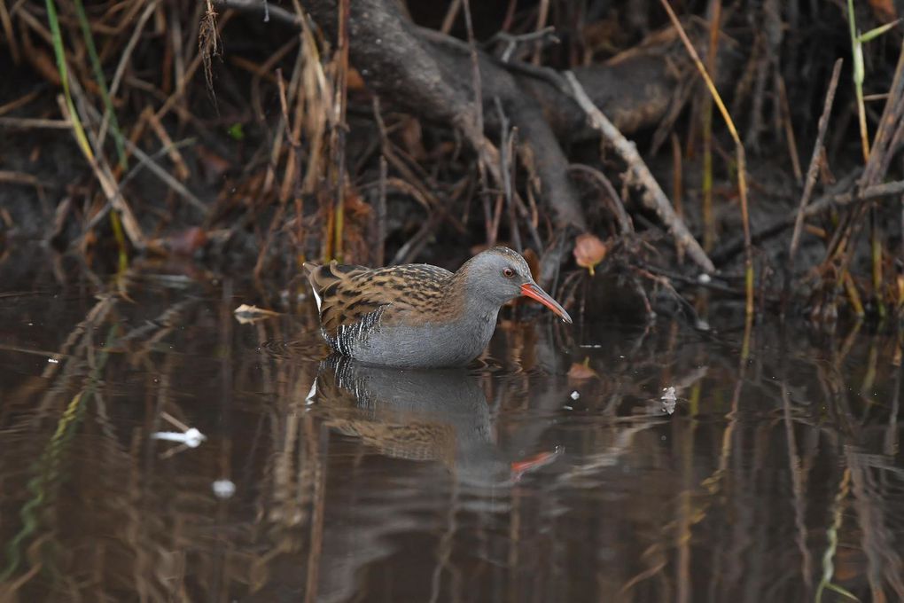 Râle d'eau (Rallus aquaticus).