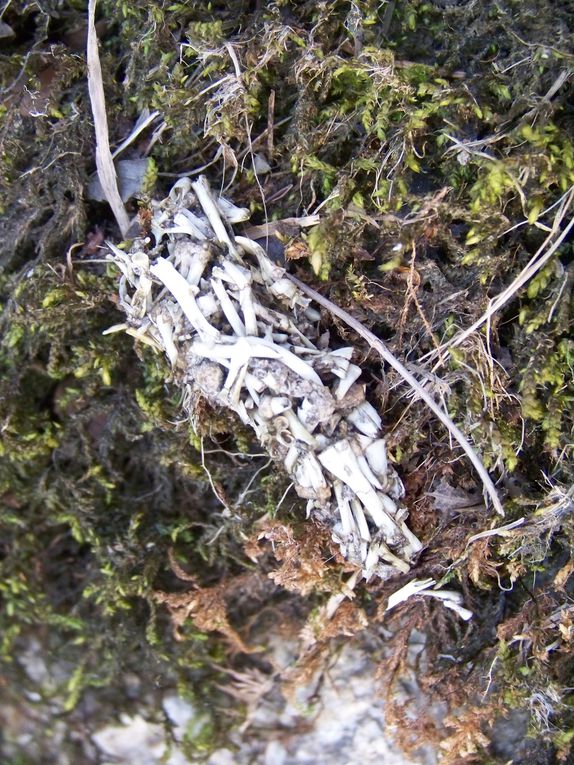 Diverses especes animales et vegetales (indigenes ou invasives) que l'on peut-être susceptible de rencontrer au bord de l'eau, colonisant les mutliples ecosystemes aquatiques que l'on trouve en BZH entre autres...