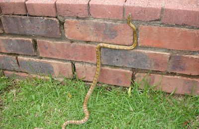 Cornflake ,Amber corn snake (Serpent des blés),Randparkr Ridge