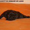 High Velocity du Domaine de Liana-album