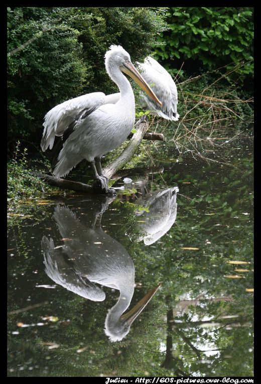 Photos du parc zoologique d'Amnéville prises durant l'année 2009.