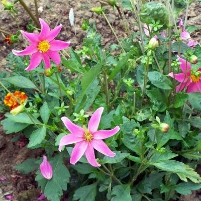 QUELQUES  FLEURS (1).