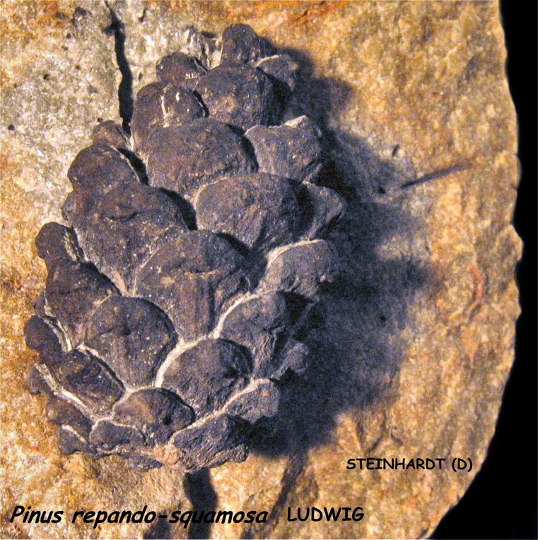 Dans cette sablière de l’Oligocène inf. (Rupélien) a été trouvé : cônes de conifères, feuilles, graines, bivalves, gastéropodes, terriers. Les fossiles sont dans des nodules de baryte qu’il faut casser pour en découvrir… peut être…
