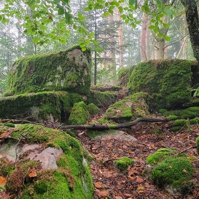 Sortie Seniors c'était mercredi 1er octobre 2025, dans le massif du Koenigsstuhl.