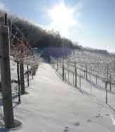 #Cranberry Wine Producers Wisconsin Vineyards