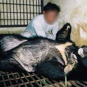 La bile d'ours : la fin d'une torture séculaire au Vietnam