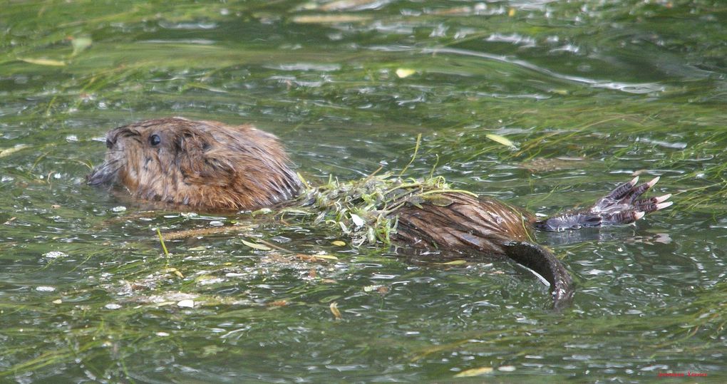 Album - Oiseaux-des-marais