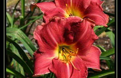 Hemerocallis: Indy Electrified