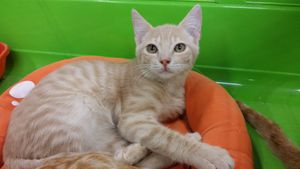 Livaro, chaton mâle crème, à l'adoption -&gt; adopté