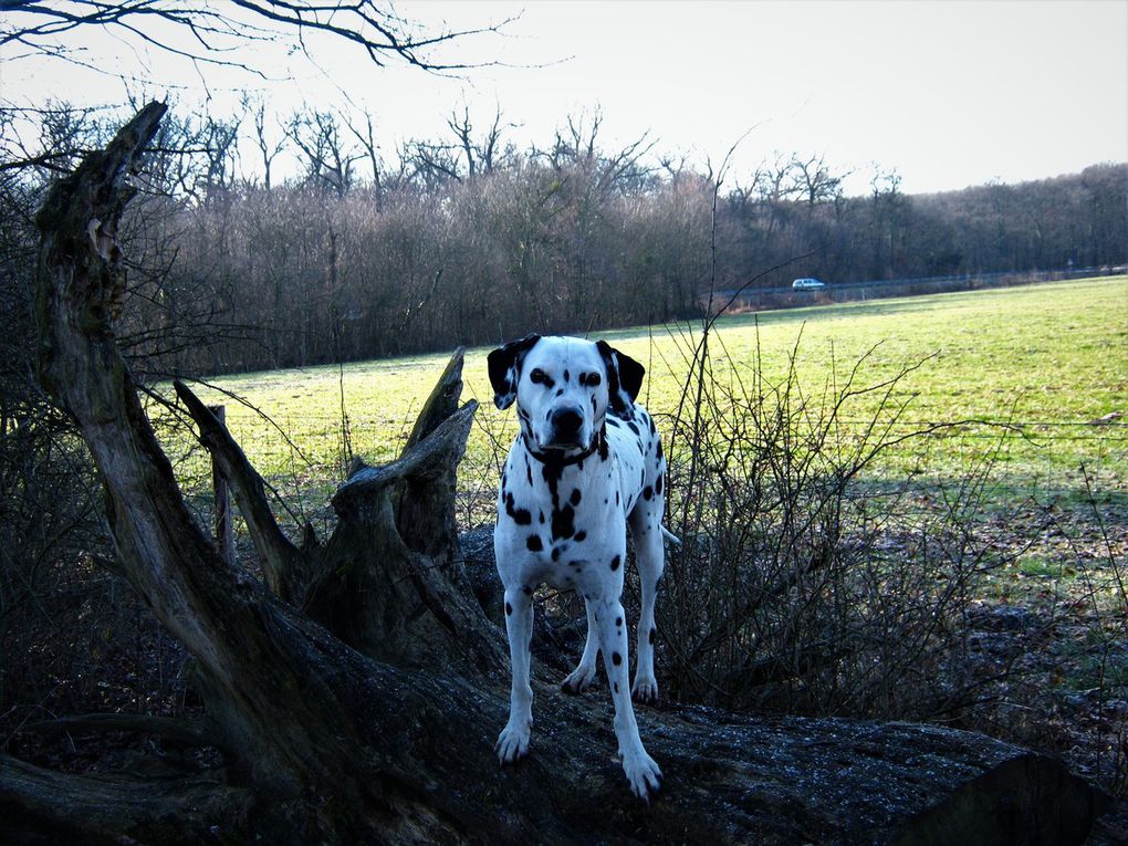 Le Port....la piste.....bois de la Bagasse......mon magnifique chien heureux comme tout en promenade....et moi, de voir tout cette beauté...repos pour les yeux..repos pour l’âme...