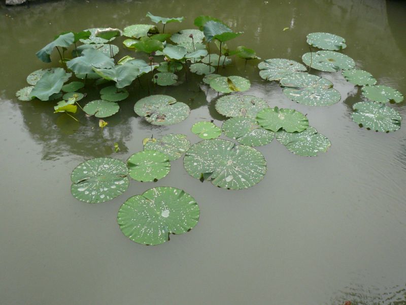 Album - Chine-Suzhou