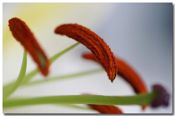 Album - fleurs-et-feuilles